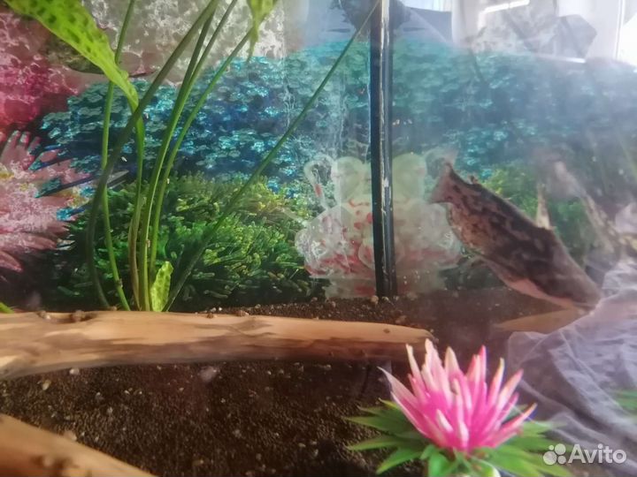 Аквариум с рыбками 180 л