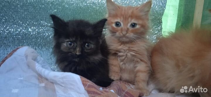 Много рыжих пушистых котят в дар 1,5 мес