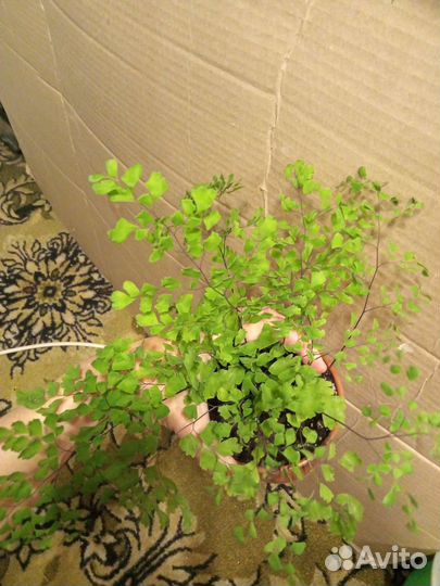 Адиантум Венерин волос комнатные растения