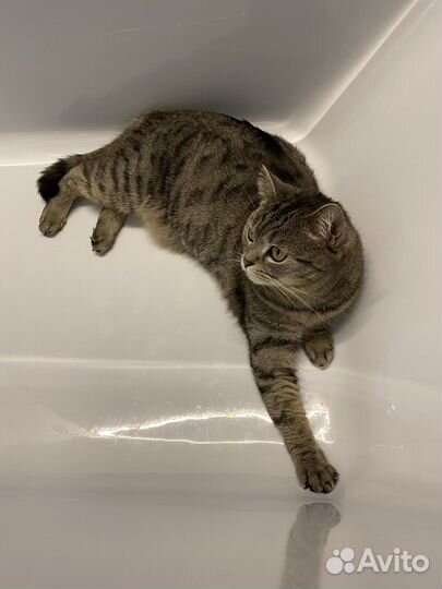 Кошка в дар