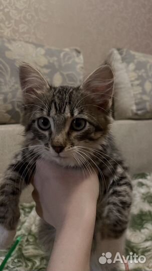 Котенок