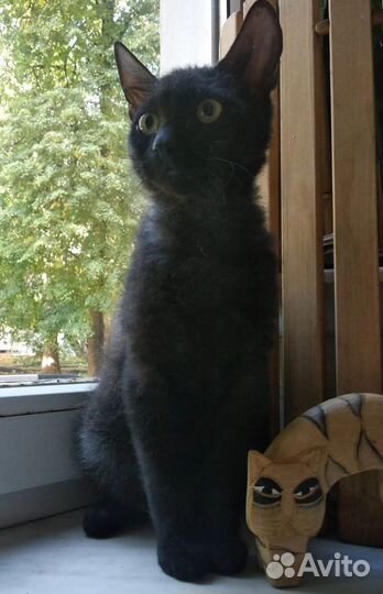 Котенок сфинкс браш - мальчику 7 мес