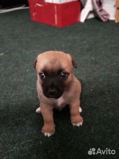 Щенок Джек Рассел терьер