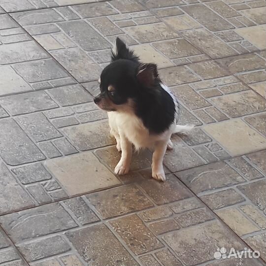 Чихуахуа мини