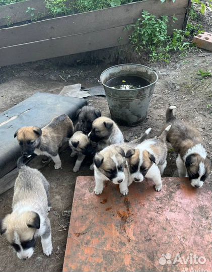 Щенки в добрые руки