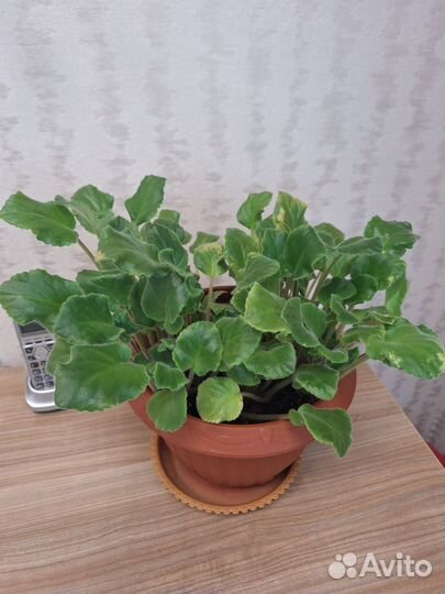 Фиалки взрослые