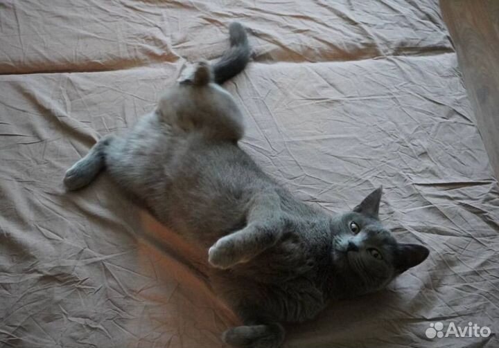 Кошечка ищет дом
