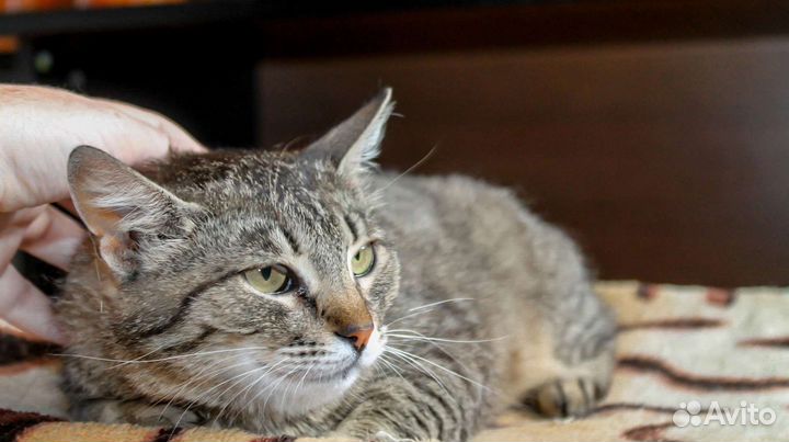 Кошки в добрые руки