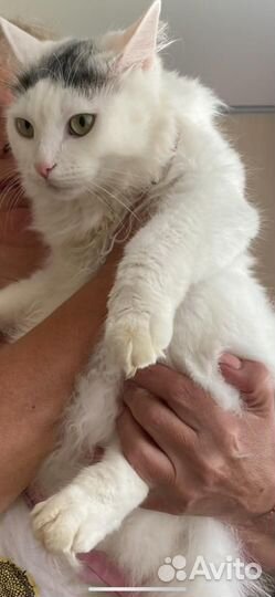 Ангорский кот