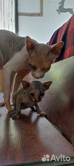 Канадский сфинкс