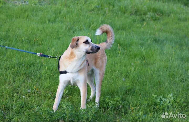 Щенок мальчик