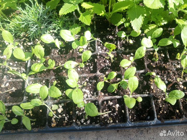 Рассада табака