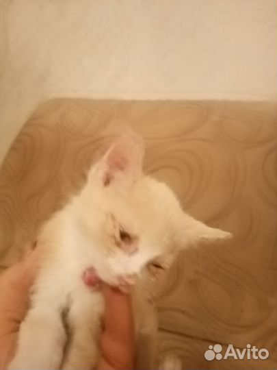 Котята отдам бесплатно