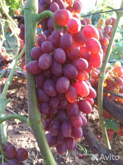 Виноград саженцы