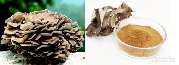 Гриб Майтаке / Плодовое тело