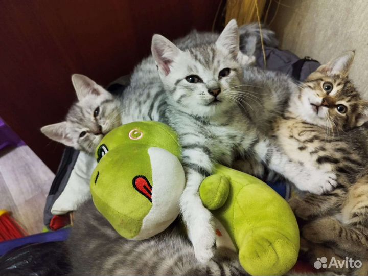 Кошка в дар бесплатно