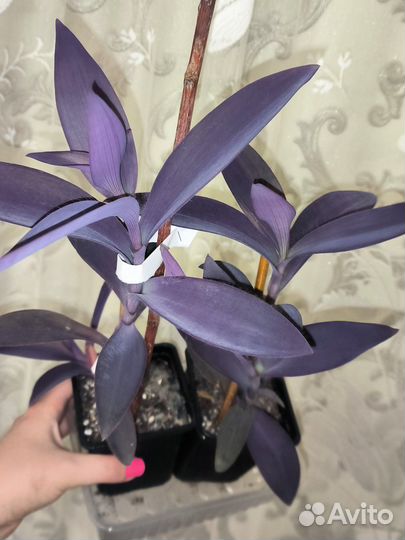 Сеткреазия пурпурная (фиолетовая традесканция)