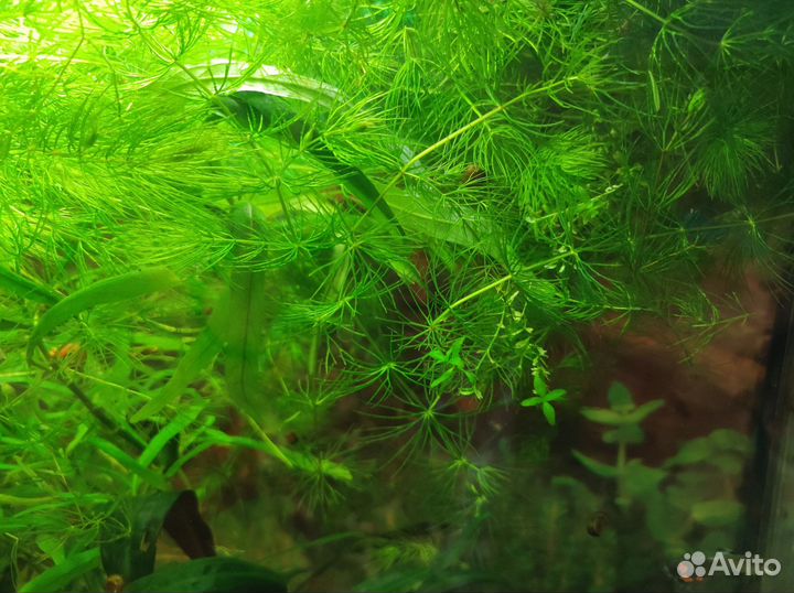 Роголистник