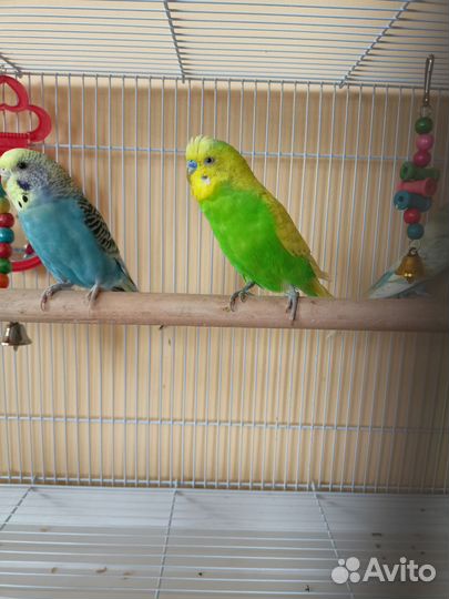 Волнистые попугаи