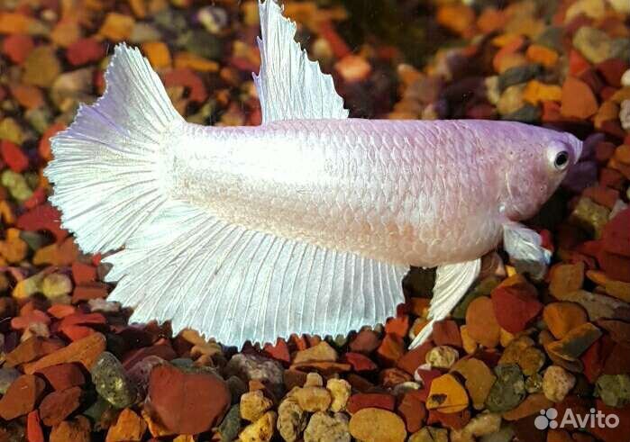 Рыбка петушок Белая платина