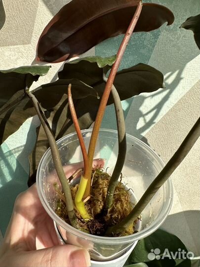 Филодендрон билли минт/серо-голубой