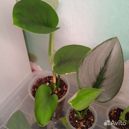 Сциндапсусы