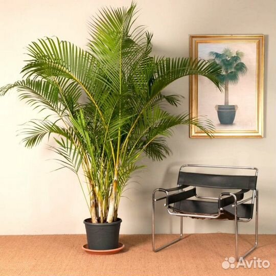 Пальма Арека Дипсис, семена