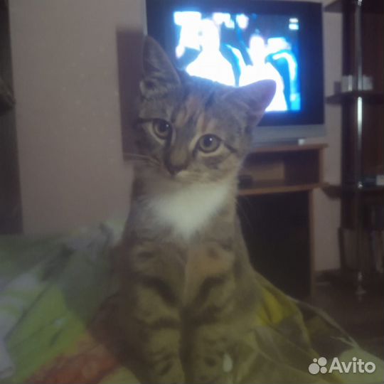 Потерялась кошка