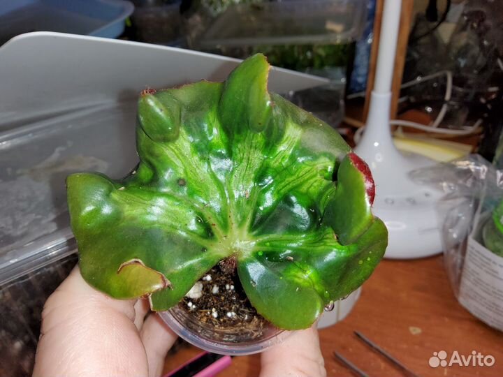 Бегония Windows