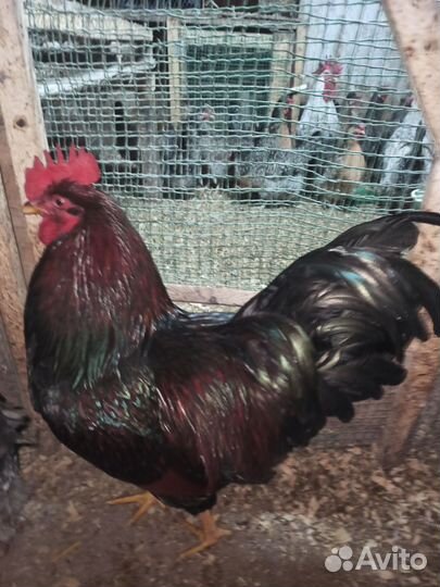 Барневельдер петух