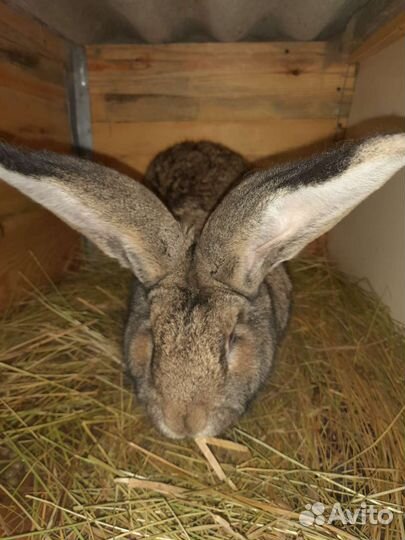 Мясо кролика