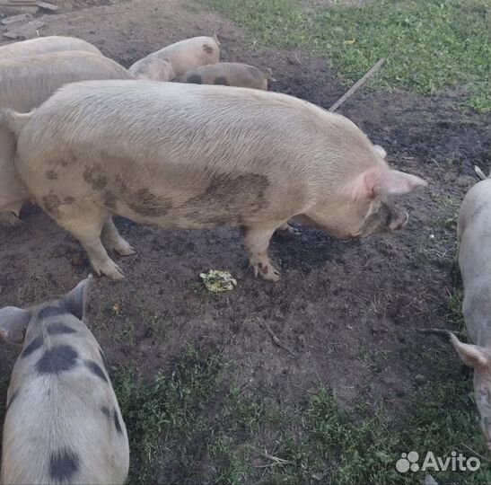 Поросята