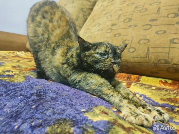 Кошка