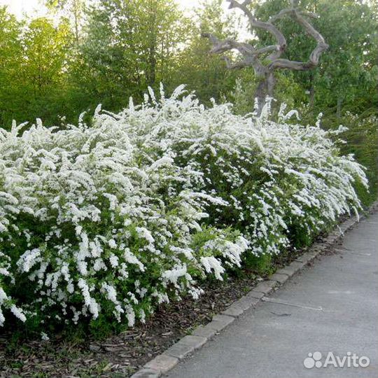 Саженцы - Спирея серая /Грефшейм