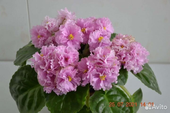 Фиалки, бахромчатые, пасынки