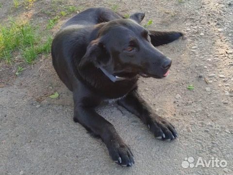 Собака в надежные руки
