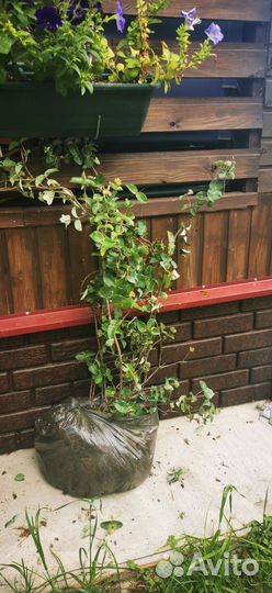 Жимолость каприфоль