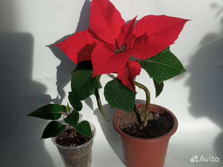 Араукария-комнатная ёлка, Пуансеттия. Хлорофитум