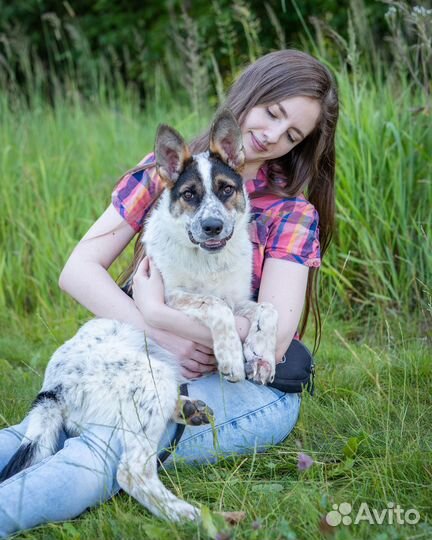 Чудо собака в поисках своего дома, Смотри видео