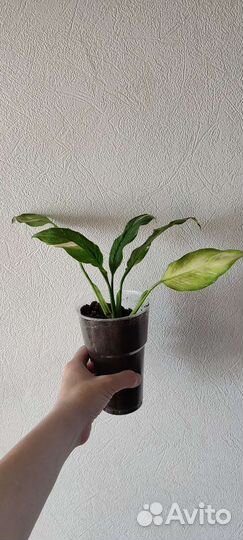 Спатифиллум домино