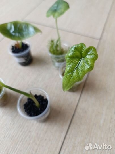 Алоказии набор