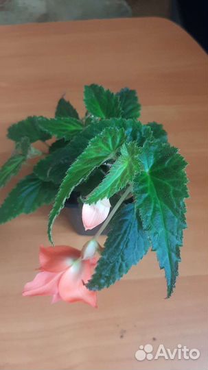 Беллекония Salmon