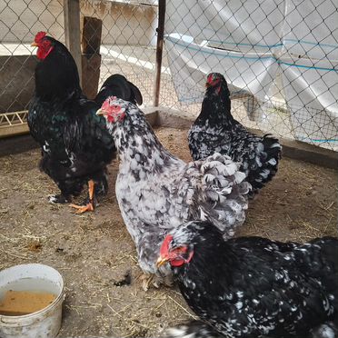 Инкубационное яйцо