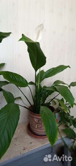 Спатифиллум женское счастье