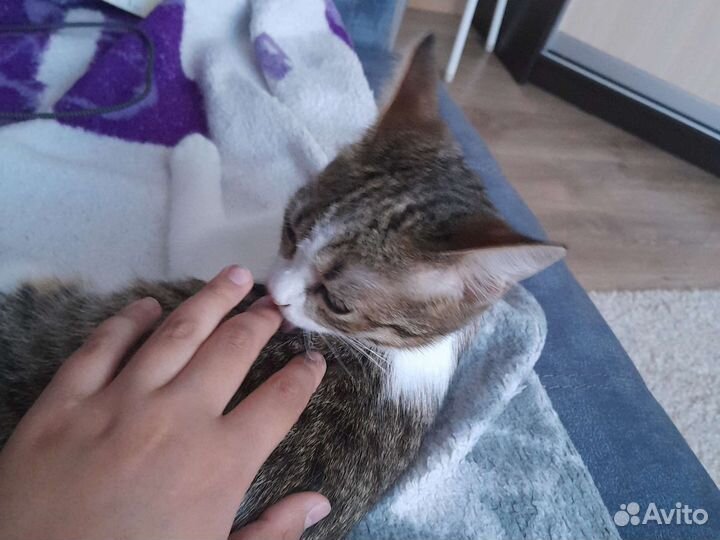 Кошка отдам в хорошие руки