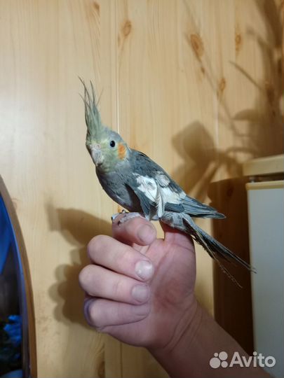 Попугай корелла девочка