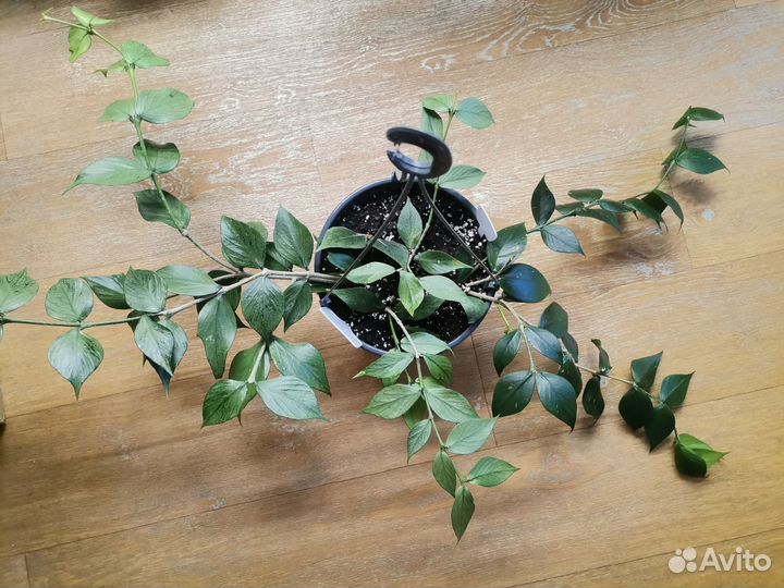 Хойя, эписция