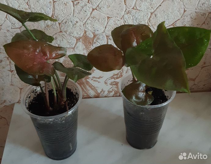 Сингониум шоколадный брокант