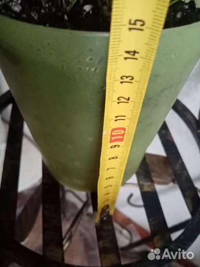 Сансевиерия. Папоротники. Драцена. Сциндапсус