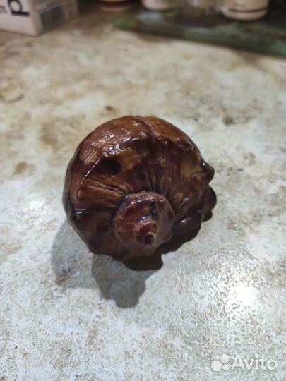 Ракушка рапана лакированная